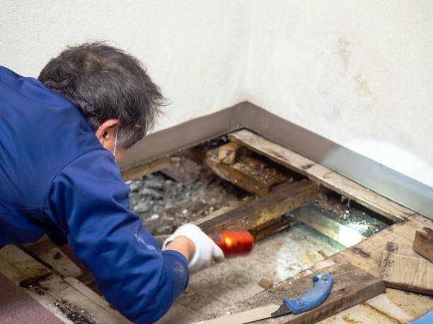 Best Black Mold Remediation in Rendon, TX