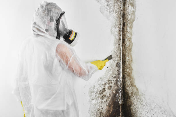 Best Residential Mold Remediation in Rendon, TX