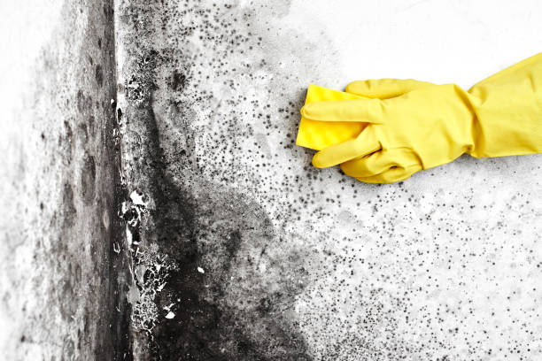 Best Emergency Mold Remediation in Rendon, TX