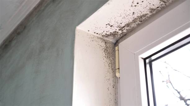 Best White Mold Remediation in Rendon, TX