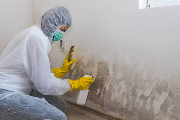 Best Residential Mold Remediation in Rendon, TX