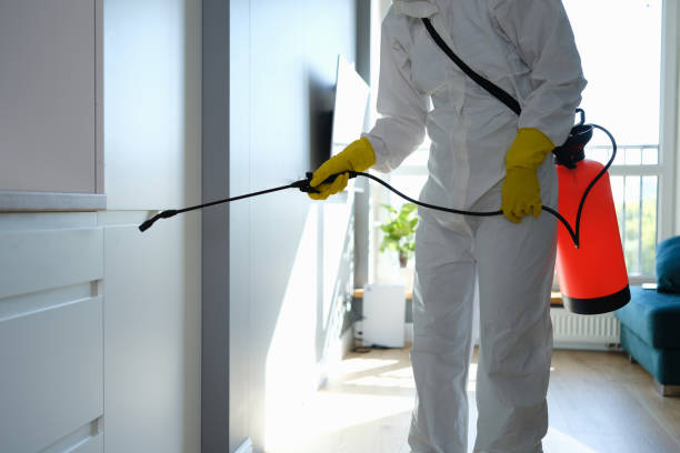 Best Insurance-Related Mold Remediation in Rendon, TX