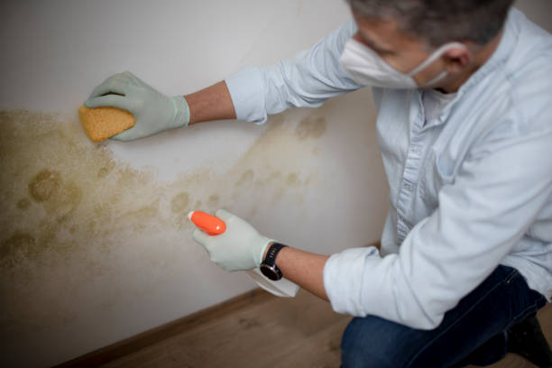 Best White Mold Remediation in Rendon, TX