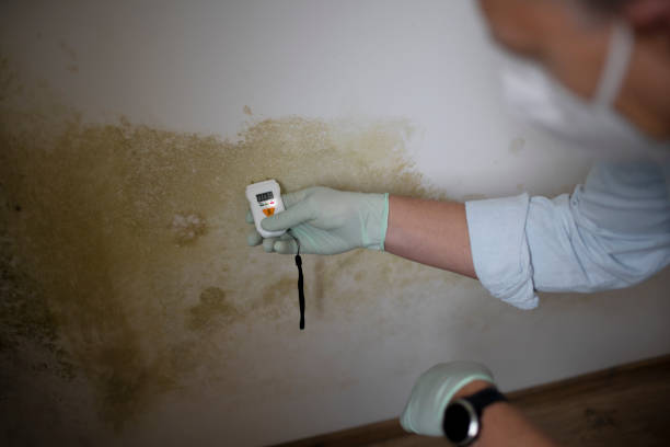 Best Post-Remediation Services in Rendon, TX