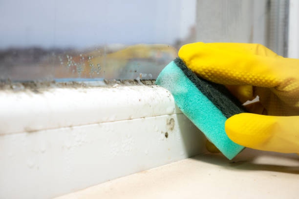 Best HVAC Mold Remediation in Rendon, TX