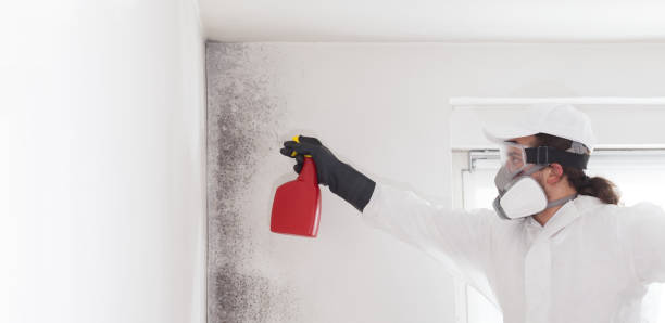 Best Residential Mold Remediation in Rendon, TX