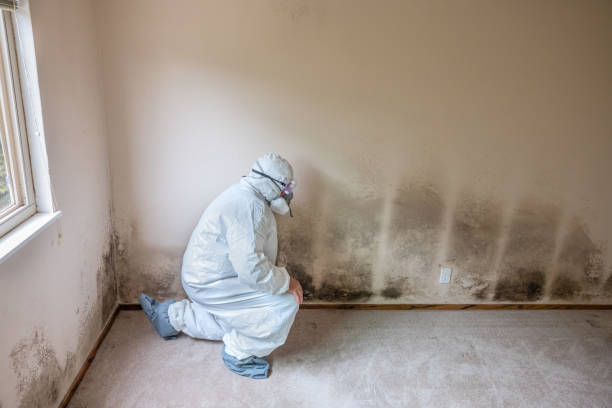 Best Emergency Mold Remediation in Rendon, TX